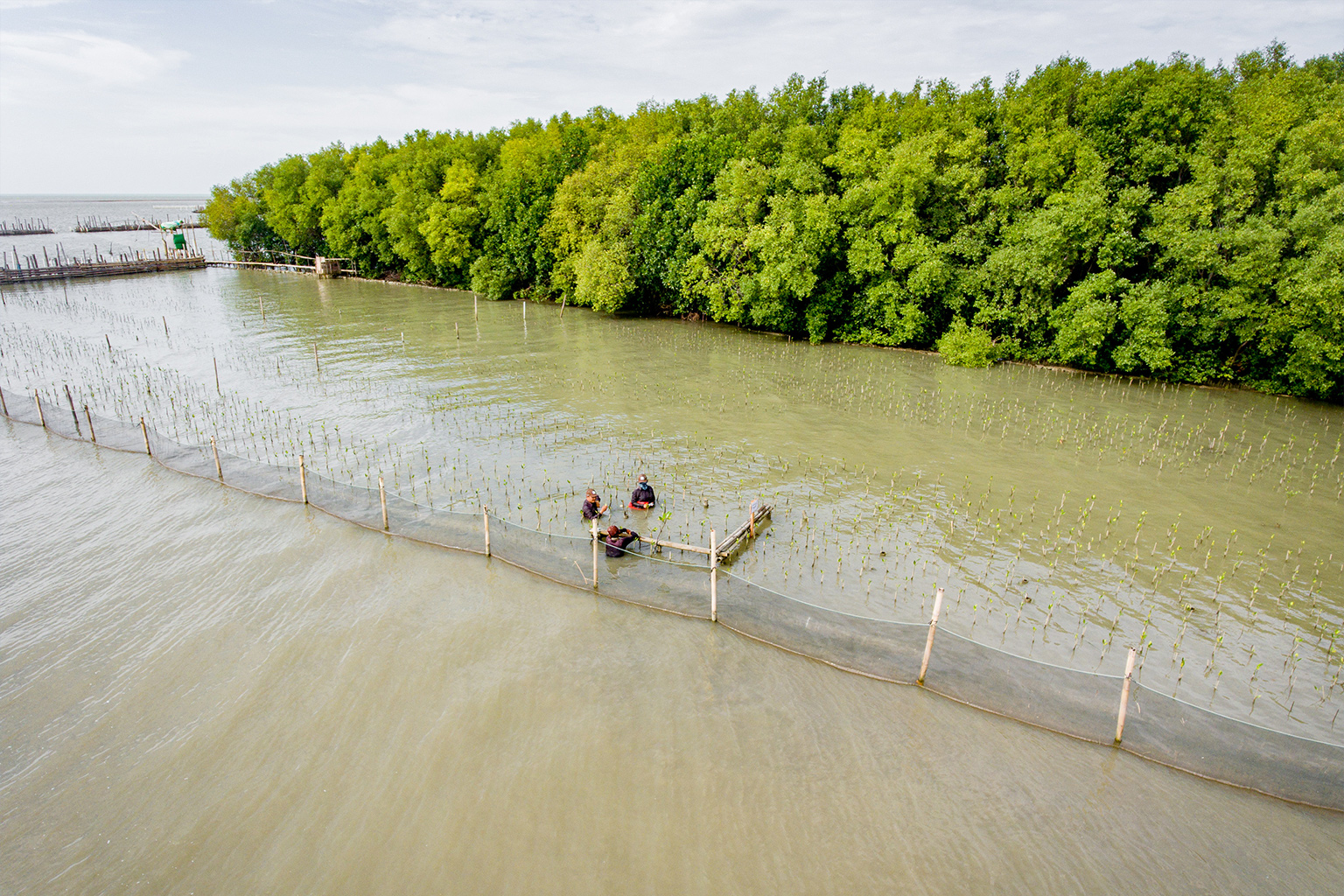 Mangrove Restoration