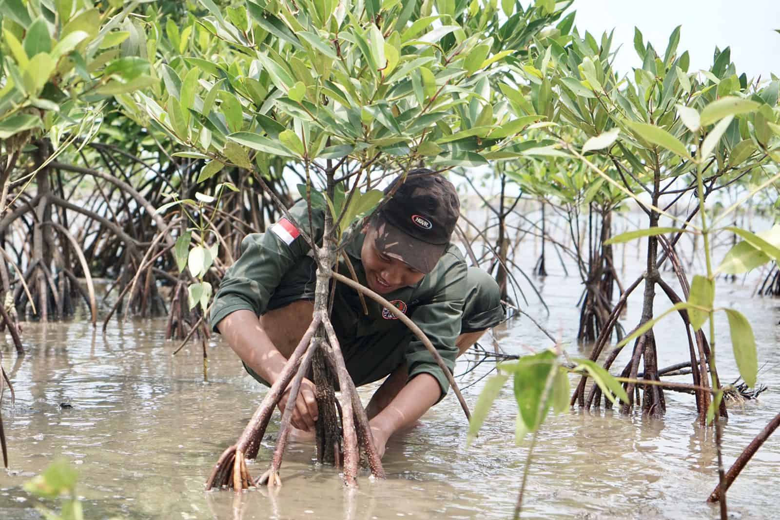 Mangrove Restoration