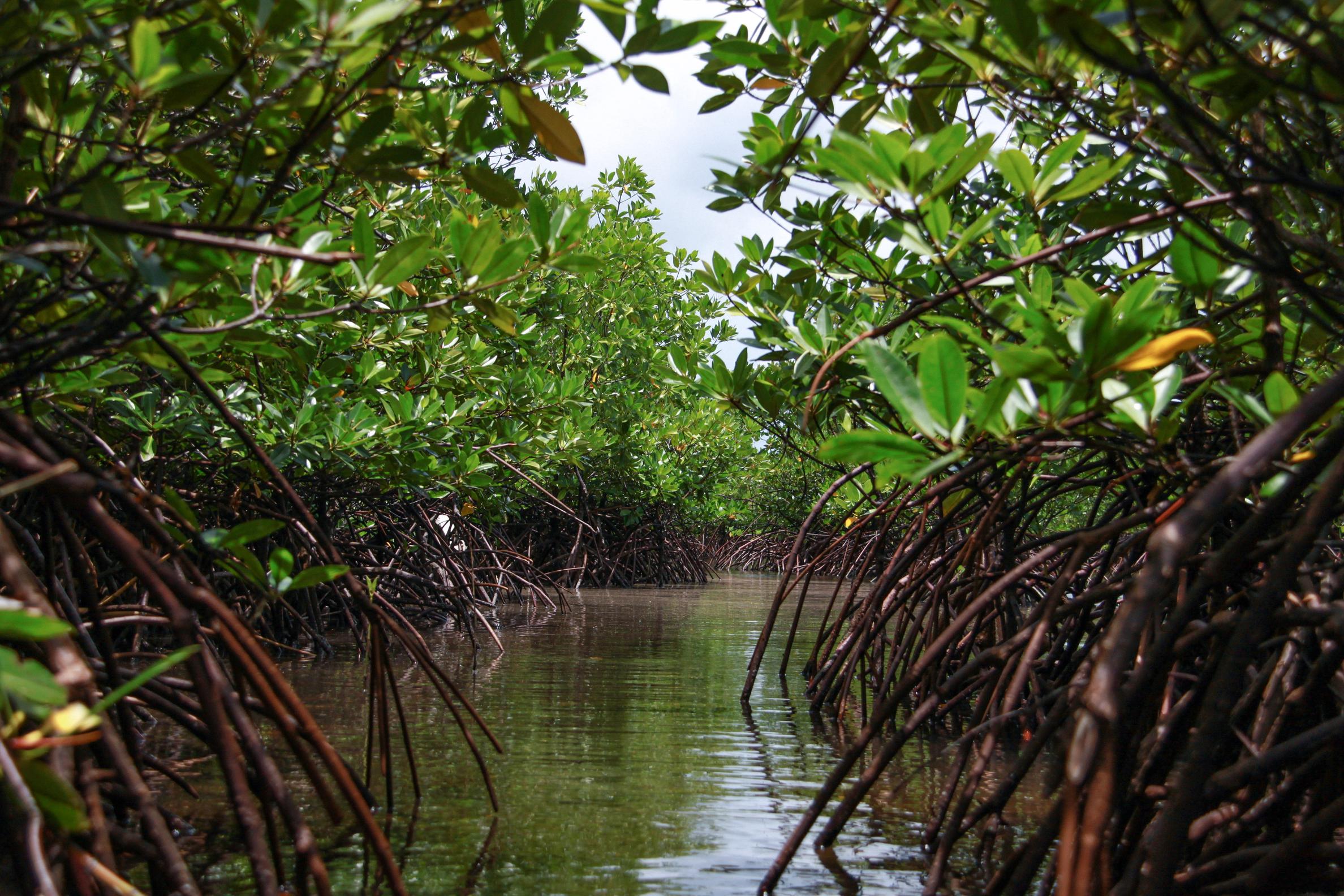 Mangrove